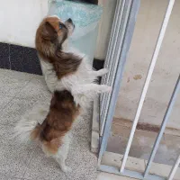 سگ پامر واگذاری