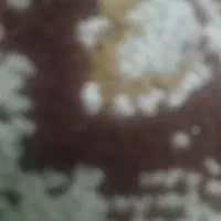 خونه میخام برا اجاره تو تیمور اباد
