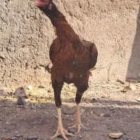 دو عدد مرغ لاری اوشامو