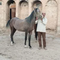 مادیان دوساله نیم|اسب و تجهیزات اسبسواری|کرمانشاه, |دیوار