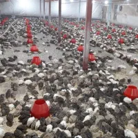 تخم نطفه دار بلدرچین با ضمانت هچ بالا|حیوانات مزرعه|مشهد, جانباز|دیوار