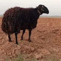 یک عدد قوچه ۳ساله