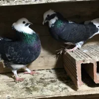 کبوتر پرشی دهن جور