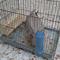 پرنده