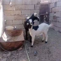 12222|حیوانات مزرعه|گلباف, |دیوار