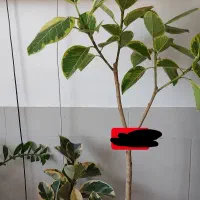 فیکوس بلند هفتصدو هشتاد کوتاه پونصد و پنجاه