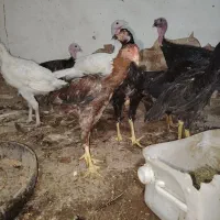خروس دانگ بالا