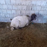 گوسفندقصابی چاق جوان پاشکسته وزن ۵۰گیلو تقریبی