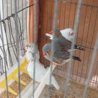 ۵ عدد فنچ همراه با قفس|حراج|یاسوج, |دیوار