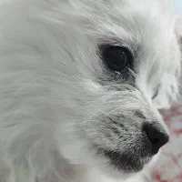 واگذاری پامر