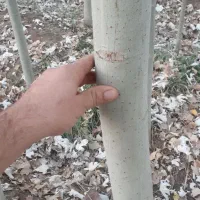 نهال صنوبرنیگرا اصل ترکیه وکبوده|خدمات باغبانی و درختکاری|قره ضیاالدین, |دیوار