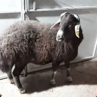 قوچ قزل افشار اصل