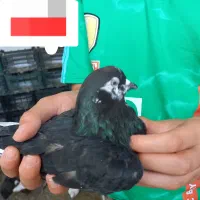 ۸ تا کبوتر|پرنده|رشت, حمیدیان|دیوار
