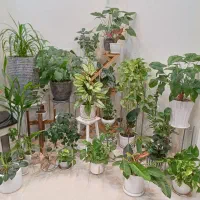 فروش گل های آپارتمانی به دلیل مهاجرت