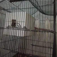 عروس هلندی البینو سفید جفت