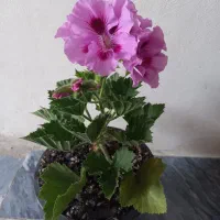 شمعدانی اژدر گل درشت