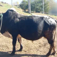 گاو کل محلی|حیوانات مزرعه|دیلمان, |دیوار