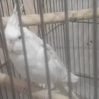 عروس نر کار داده درجه یک|پرنده|دزفول, |دیوار