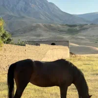 اسب