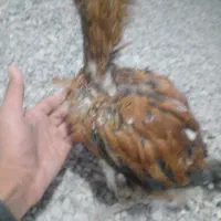 چند نمونه خروس|حیوانات مزرعه|خاش, |دیوار