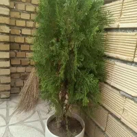کاج|گل و گیاه طبیعی|ماهیدشت, |دیوار