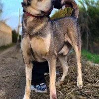 سگ سرابی اصیل