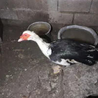 اردک اسرائیلی. نر