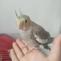 فروش کوتوله و جوجه عروس دون خور