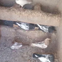 کفتر