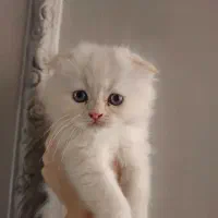 گربه
