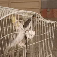 عروس با لوازم|پرنده|محمدیه-قزوین, |دیوار