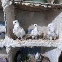 طوقی|پرنده|مسجد سلیمان, |دیوار
