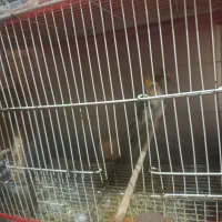 طوطی عروس|پرنده|گنبد کاووس, |دیوار