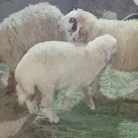 حمیدیه علاونه فای