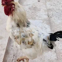 فروش خروس چهل تاج گلین