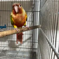 گرینچیک فول رام و دستی