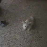 سگ پاپی،واگذاری،نره|سگ|نجفآباد, صالح آباد|دیوار