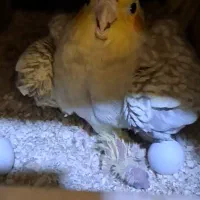 عروس هلندی|پرنده|ابریشم, |دیوار