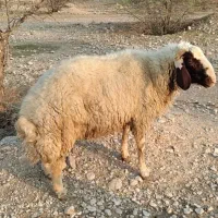 قوچ سنجابی 2ساله. گوسفند بره بز بزغاله  نربز بزنر