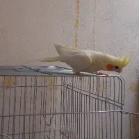 جوجه عروس هلندی
