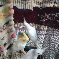 عروس هلندی آلبینو