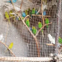 مرغ عشق|پرنده|خمیر, |دیوار