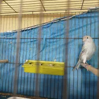 قناری|پرنده|ابهر, |دیوار