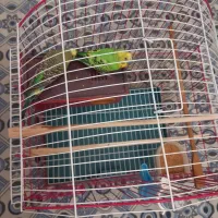 مرغ عشقی با قفس