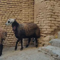 میش گوسفند|حیوانات مزرعه|بن, |دیوار