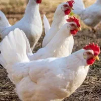 مرغ وخروس برای خون کردن عروس وکوتوله