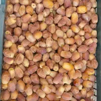 قصب تازه