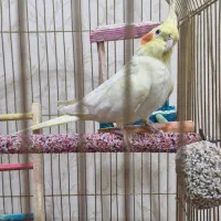 فروش عروس هلندی