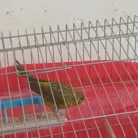 سه تا قناری نر و  قفس عروس هلندی