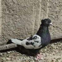 سینه تافته ای ماده|پرنده|مرودشت, استادیوم‎|دیوار